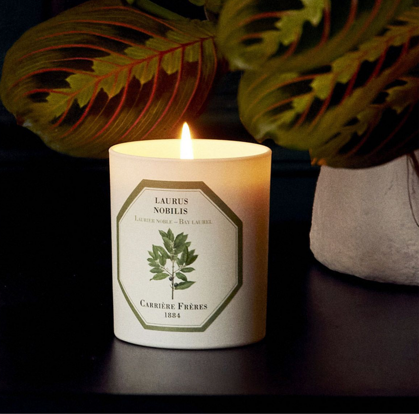 Carriere Freres Bay Laurel Candle