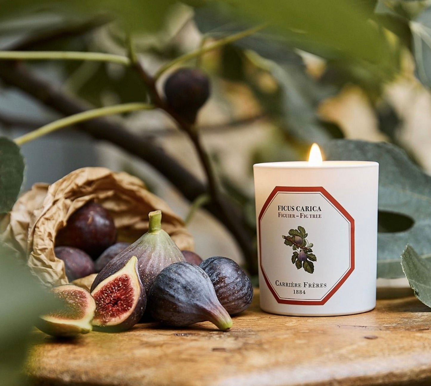 Carriere Freres Fig Tree Candle