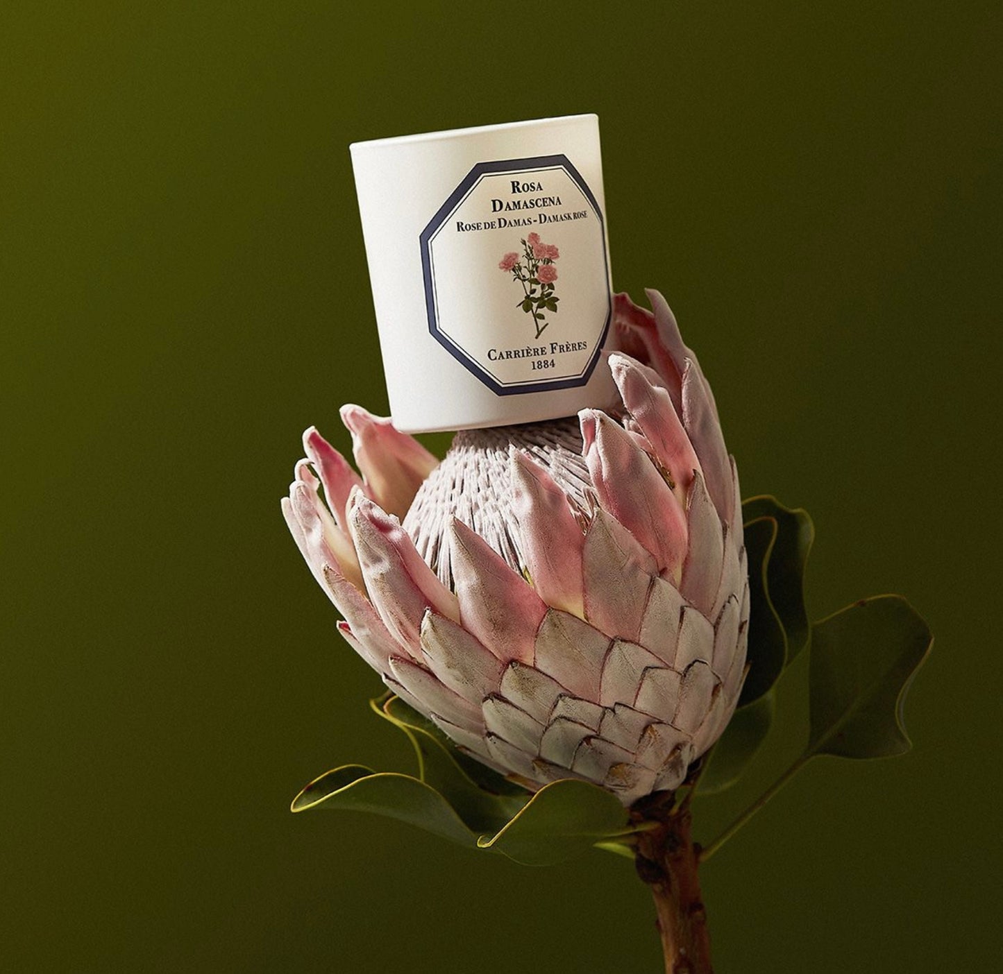 Carriere Freres Damask Rose Candle