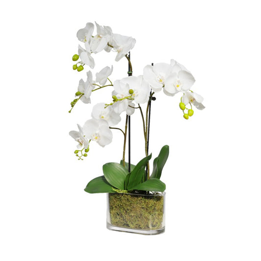 White Orchid In Flat Glass Pot 60cm