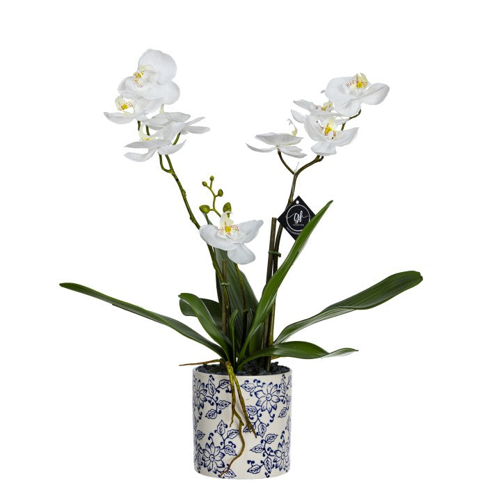 ORCHID In Blue & White Hamptons Pot 55cms