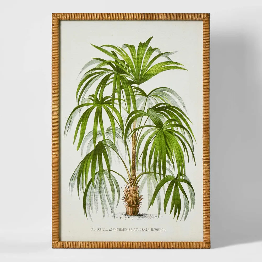 Art - Palm Botanical #2